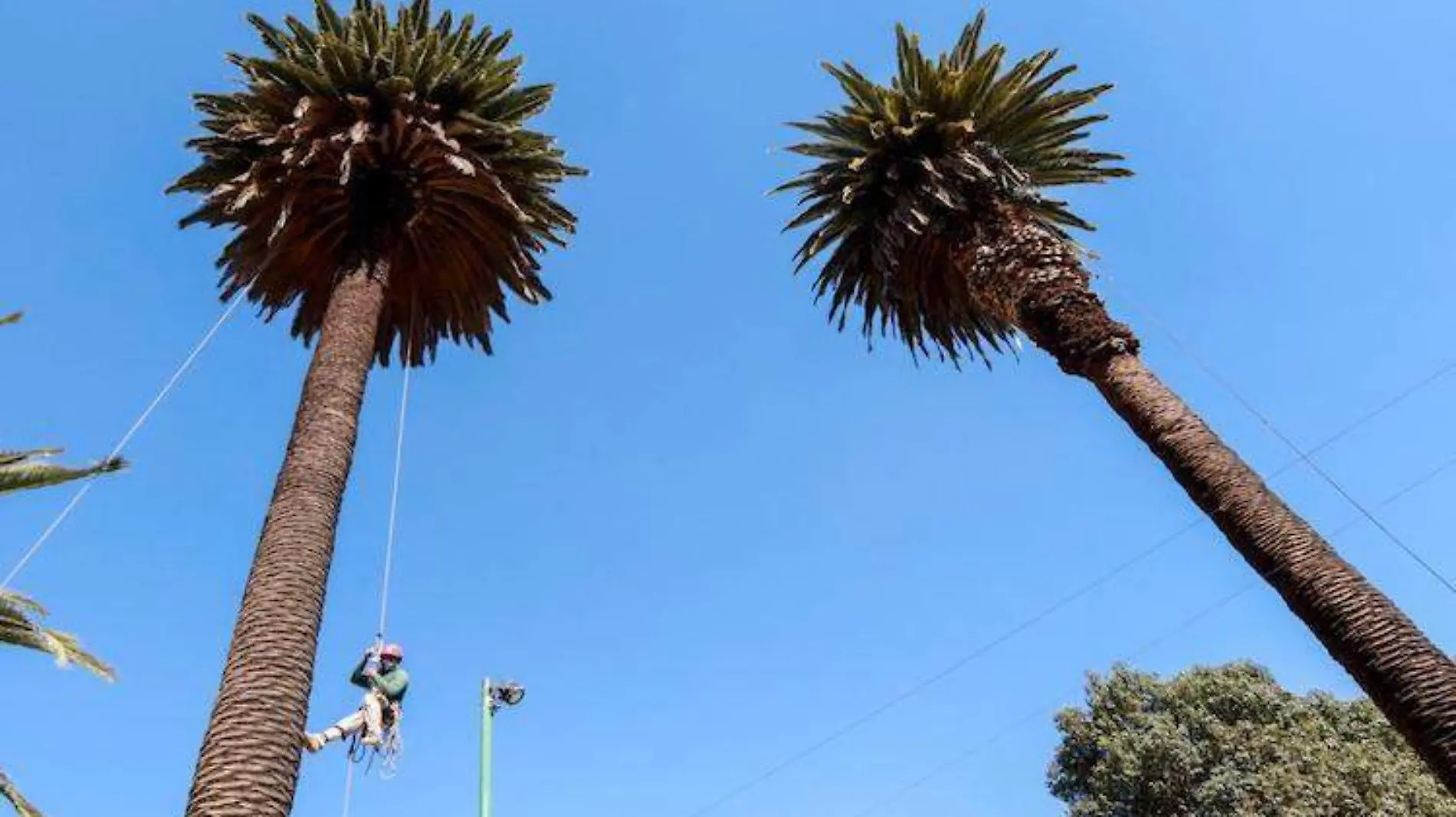 Jacarandas y magnolias reemplazarán palmeras muertas en la CDMX